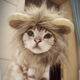 狮子小耳朵假发猫咪帽子折耳咖啡小猫变狮子变身帽子搞怪猫咪头套