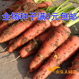 三红七寸参胡萝卜种子  蔬菜籽 阳台庭院盆栽 50粒 满9元包邮