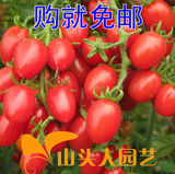 红圣女果种子 黄圣女果 樱桃小番茄 西红柿蔬菜籽 水果 20粒 包邮