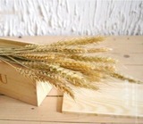 小麦花束大麦真杆风干 麦子麦穗干花装饰花艺 仿真干花假花永生花