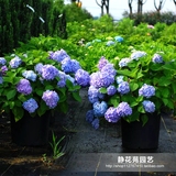 【蓝色绣球花】盆栽植物花卉 绣球花苗 无尽夏八仙花 当年开花