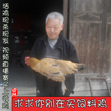 3年农村散养土鸡湘西农家散养老母鸡草鸡柴鸡散养鸡农家自养笨鸡