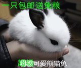 小白兔宠物兔宝宝 公主兔熊猫兔子黑兔灰兔小野兔子活体 包邮包活