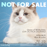 布偶猫舍365AceBaby★女王CFA/TICA/WCF注册 蓝双色布偶猫 牡丹饼