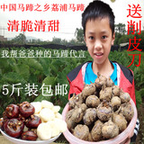 正宗广西桂林荔浦特产农家自种马蹄荸荠新鲜水果蔬菜乌芋地栗5斤