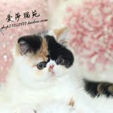 *爱莎猫苑的加菲猫*纯种宠物活体/单CFA三花异国短毛幼猫MM(杭州)