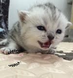 【1娜の猫】苏格兰折耳立美短银虎斑纯种血统短毛猫活体猫咪宠物