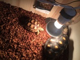 陆龟活体 吃菜龟 素食龟