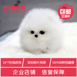有它网出售宠物狗狗茶杯日本俊介白色球体哈多利博美犬幼犬活体00
