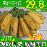 新鲜芭蕉 水果大蕉 广西大芭焦 非粉蕉香蕉皇帝蕉 包邮