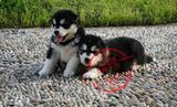 专业繁殖 巨型阿拉斯加犬 纯种幼犬 黑色雪橇犬 家养宠物狗狗出售