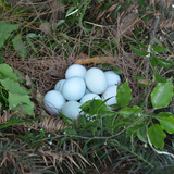 乌鸡蛋 正宗绿壳鸡蛋 新鲜鸡蛋批发农贝贝乌鸡蛋1.88元个破损包赔