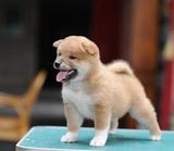 双血统纯种赛级日本柴犬幼犬出售支持支付宝交易江浙沪可送货上门