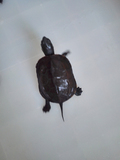 大小乌龟活体 中华草龟冷水龟陆金线龟一只5-6厘米包邮