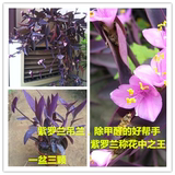【天天特价】紫罗兰叶吊兰阳台室内办公桌面创意真花盆栽绿植花卉