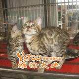 三母两公活体宠物猫咪幼猫孟加拉猫豹猫可视频无中介支持支付宝