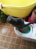 litter kwitter猫厕所 猫马桶 猫咪如厕训练器 代替猫砂盆 包邮