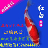 纯种日本 红白 活体锦鲤鱼苗 观赏鱼 冷水鱼 锦鲤鱼 3条包邮