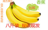 新鲜水果香蕉广西特产芭蕉小鸡蕉8斤包邮牛蕉美人蕉特价卖非进口