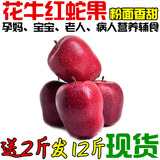 现货天水花牛苹果新鲜水果礼县国产蛇果宝宝刮泥粉酥苹果10斤包邮