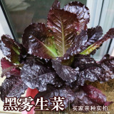 黑雾生菜 特黑生菜品种  意大利紫生菜 蔬菜种子四季种 菜园阳台