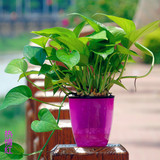 【天天特价】绿萝白掌万年青桌面植物吸水盆栽绿植吸甲醛防辐射