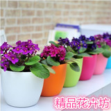 非洲堇紫罗兰花盆栽办公室内桌面花卉绿植迷你观花植物