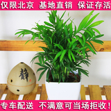 袖珍椰子盆栽四季花卉绿植办公室内桌面净化空气除甲醛防辐射盆景