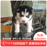 【58心宠】纯种哈士奇单血统幼犬出售 宠物狗狗活体 同城包邮