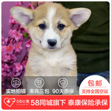 【58心宠】纯种柯基双血统幼犬出售 宠物狗狗活体 上海包邮