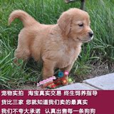 人气金毛寻回犬幼犬出售美系纯种宠物狗活体支持淘宝交易狗导盲犬