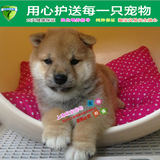 上海易宠热卖宠物狗小型家庭犬日本纯种柴犬幼犬出售支持淘宝交易