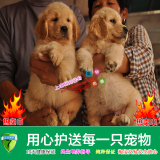 上海易宠人气精品宠物狗大型犬纯种金毛犬幼犬黄金猎犬寻回犬活体