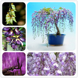 紫藤种子春季播种 盆栽 爬藤花卉 攀爬植物 精选15个品种紫藤花种
