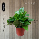家多美/武汉同城 大型绿植绿萝盆栽 发财树幸福树室内植物花卉