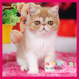 淘宝交易-有视频虎斑电影版加菲猫宠物活体纯种幼猫美国短毛家养