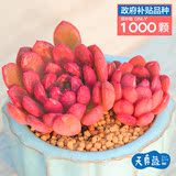 红宝石多肉植物天真蓝精美韩国进口稀有迷你贵货净化空气特价多肉