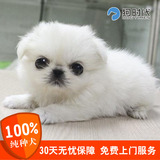 京巴犬北京犬活体 母纯种幼犬 白色幼崽宠物狗时代 无出生纸