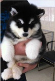 纯种阿拉斯加幼犬阿拉斯加出售 阿拉斯加雪橇犬宠物狗狗骨骼粗12
