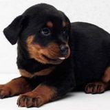 出售赛级血统罗威纳犬幼犬大型犬公母均有保证健康罗威纳宠物狗2