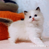 [找到新家]CFA纯种血统布偶猫/猫咪/幼猫/海豹双色活体宠物小公猫