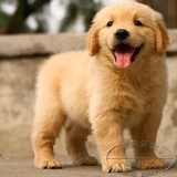 【莱美】出售纯种金毛幼犬 大头黄金猎犬 大型犬 宠物狗狗活体