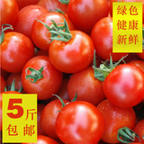 新鲜番茄小柿子 农家小西红柿 蔬菜小番茄水果 正宗应季圣女果