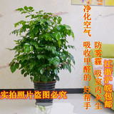 室内大型客厅办公绿植花卉盆栽 观叶绿色植物 幸福树 净化空气