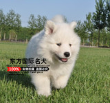 专业养殖场出售纯种萨摩耶幼犬/萨摩耶纯种/赛级萨摩耶 企业店铺