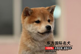 北京出售柴犬日本纯种幼犬柴犬秋田犬狗狗都有欢迎上门选狗狗健康