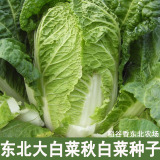 东北蔬菜种子5件包邮 大白菜籽 稻谷香东北农场秋白菜种子150粒