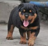 纯种罗威纳犬幼犬护卫犬赛级犬出售
