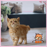 上海出售宠物猫异国短毛猫 加菲猫纯种幼猫活体家养红虎斑黄白