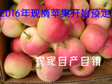 预售2016年 山东省 新鲜水果 嘎啦苹果 脆甜 9斤免运费 非红富士